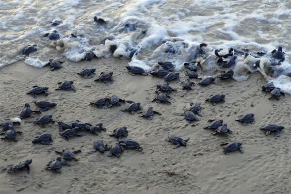 Return of the Turtles