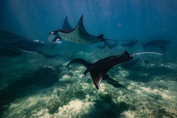 Nusa Penida now among the world's most protected marine areas (PSSA)