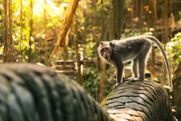 10 мест силы в Убуде